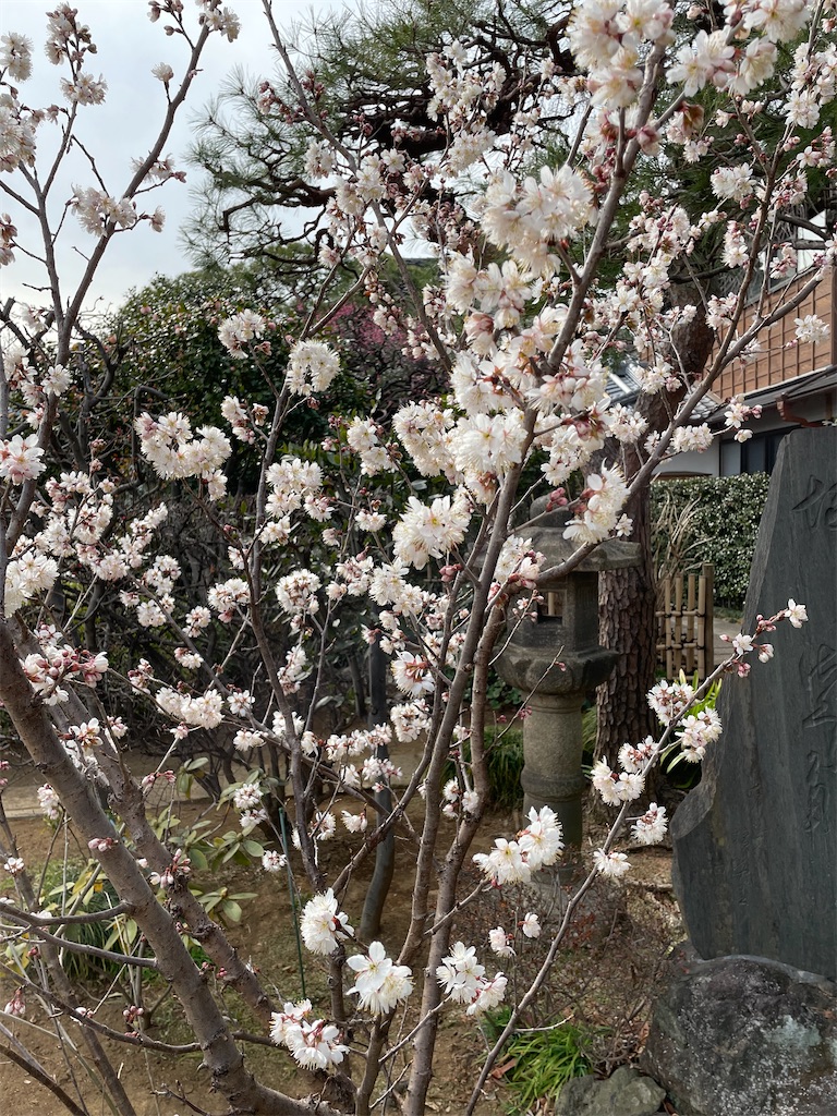 f:id:TokuheiKumagai:20220310222344j:image