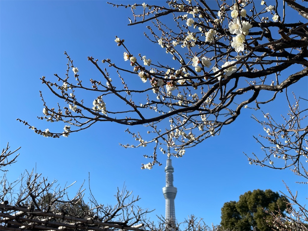 f:id:TokuheiKumagai:20230221190548j:image