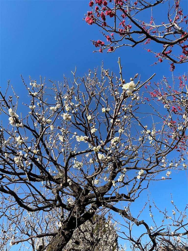 f:id:TokuheiKumagai:20230221190551j:image