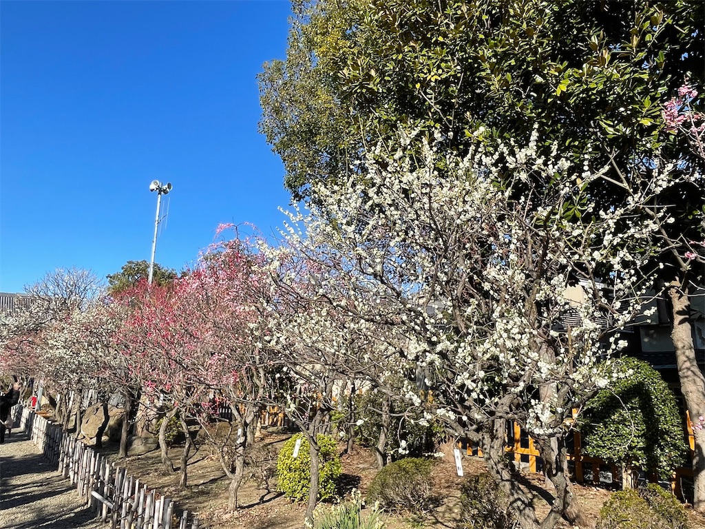 f:id:TokuheiKumagai:20230221190601j:image