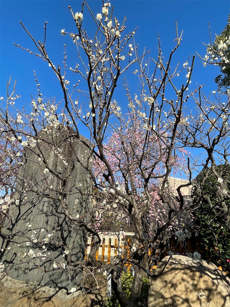 f:id:TokuheiKumagai:20230221190605j:image