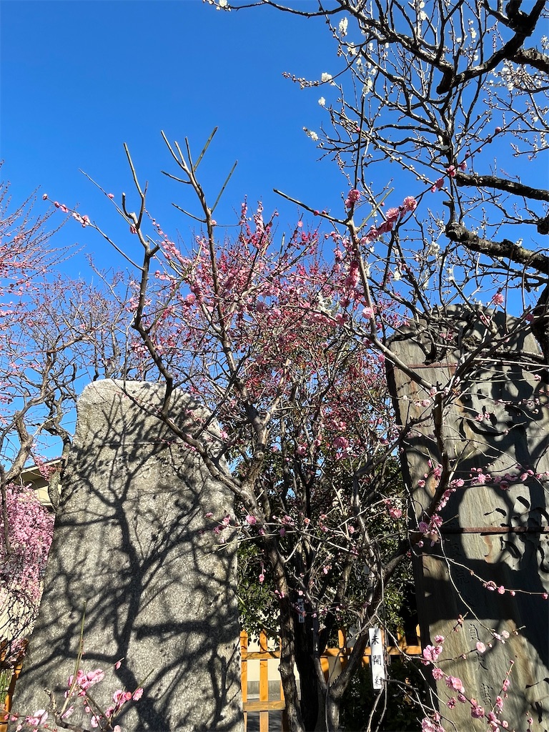 f:id:TokuheiKumagai:20230221190608j:image