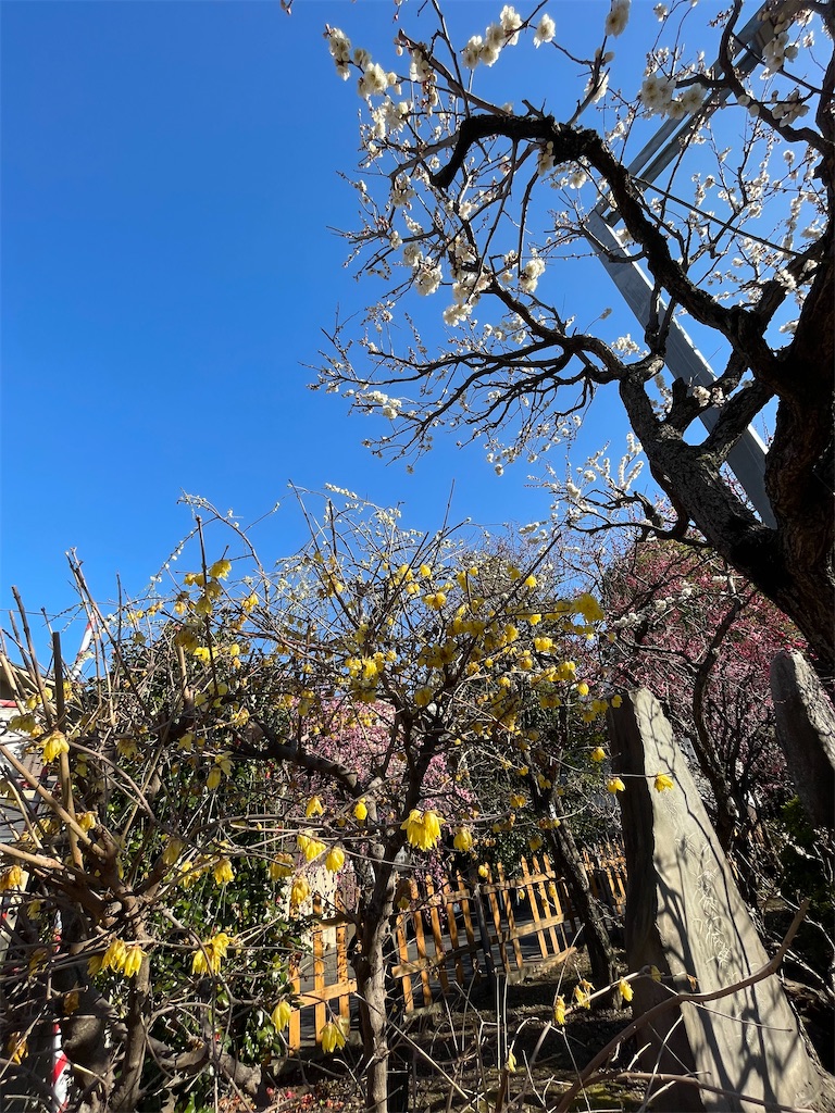 f:id:TokuheiKumagai:20230221190614j:image