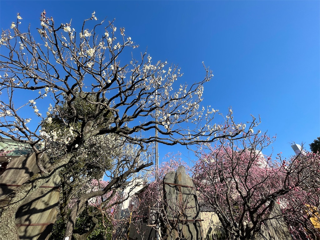 f:id:TokuheiKumagai:20230221190620j:image