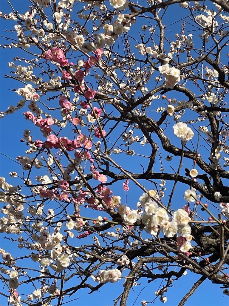 f:id:TokuheiKumagai:20230221190632j:image