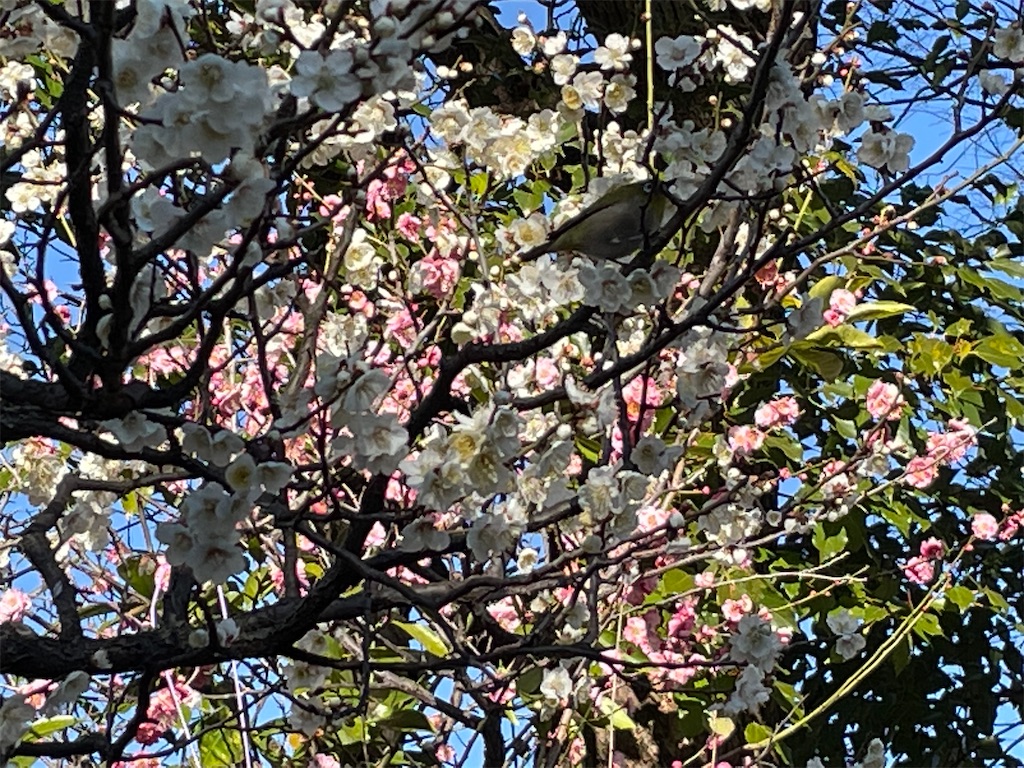 f:id:TokuheiKumagai:20230221190638j:image