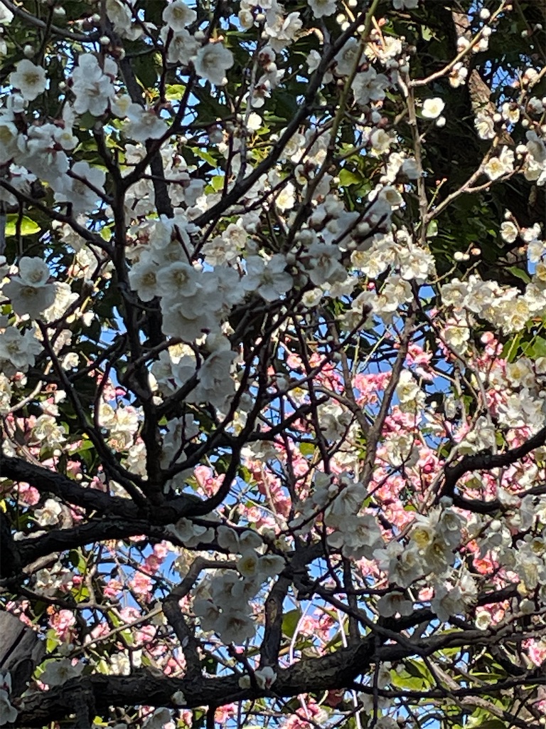 f:id:TokuheiKumagai:20230221190645j:image