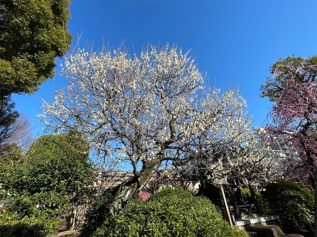 f:id:TokuheiKumagai:20230221190647j:image