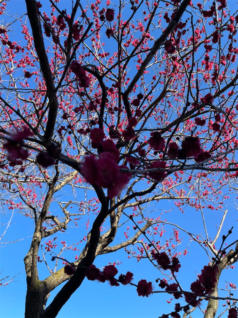 f:id:TokuheiKumagai:20230221190654j:image