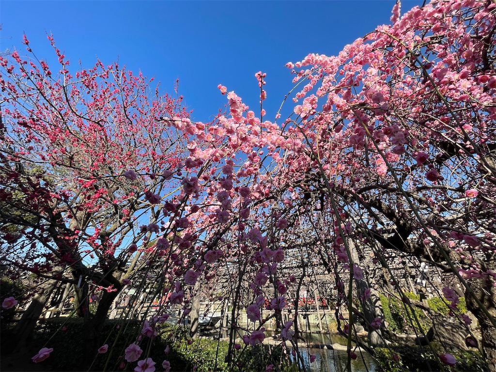 f:id:TokuheiKumagai:20230221190700j:image