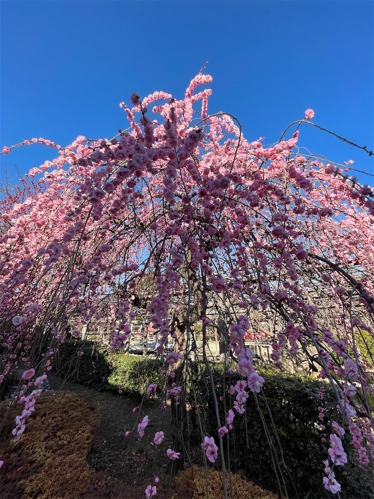 f:id:TokuheiKumagai:20230221190703j:image