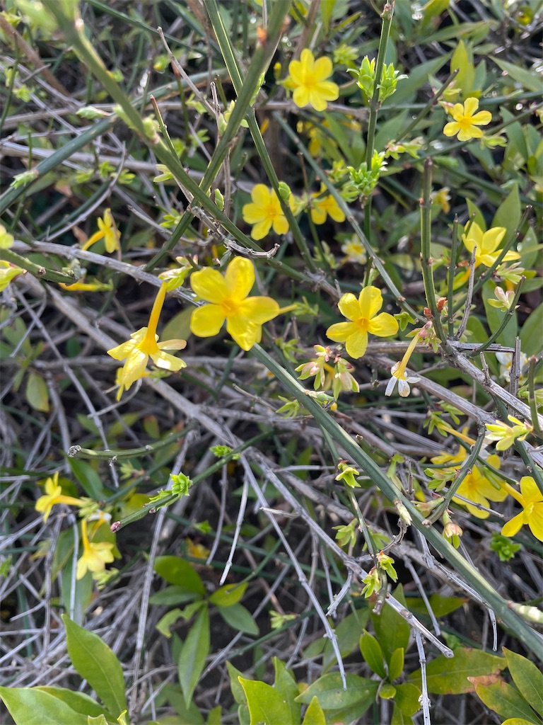 f:id:TokuheiKumagai:20230312140909j:image