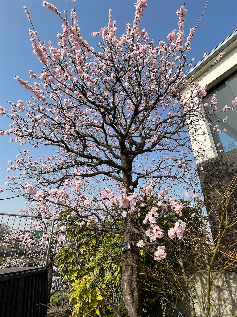 f:id:TokuheiKumagai:20230312140936j:image