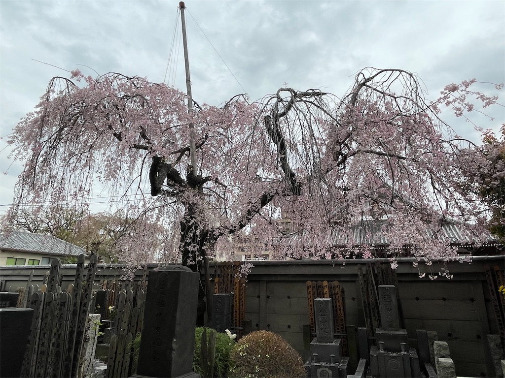 f:id:TokuheiKumagai:20230327202545j:image