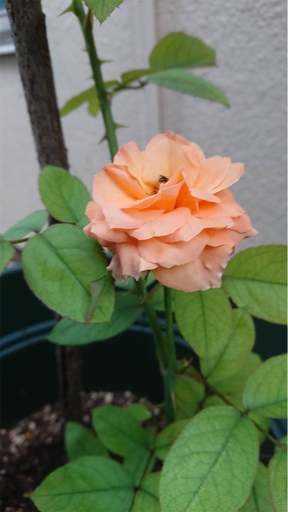 f:id:TokuheiKumagai:20230713130408j:image