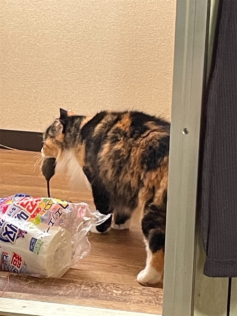 f:id:TokuheiKumagai:20230816130345j:image