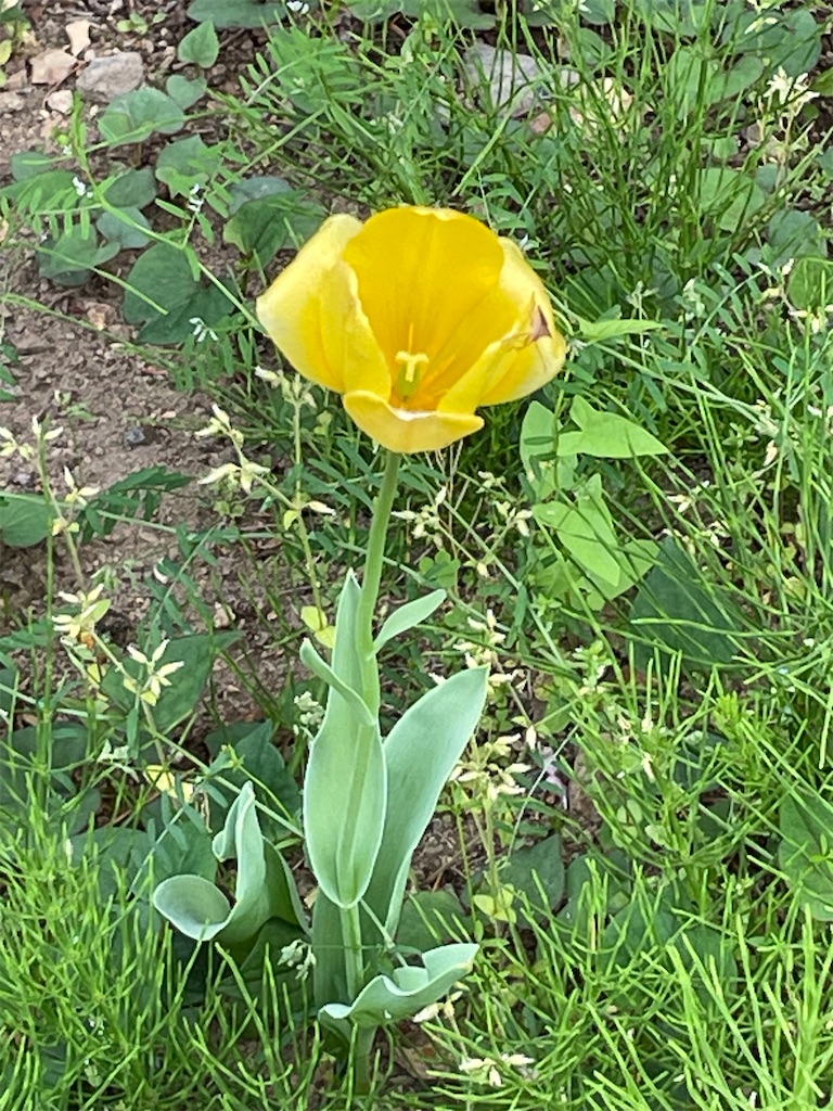 f:id:TokuheiKumagai:20240428153647j:image