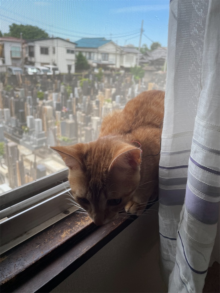 f:id:TokuheiKumagai:20240514115639j:image