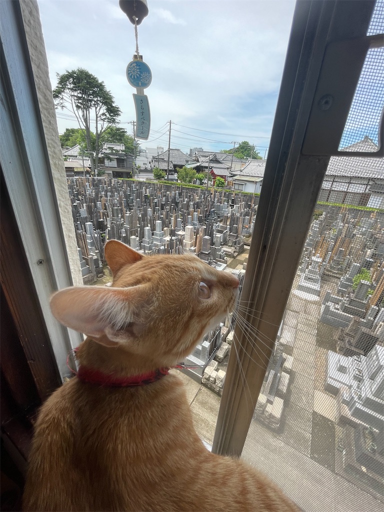 f:id:TokuheiKumagai:20240514115652j:image