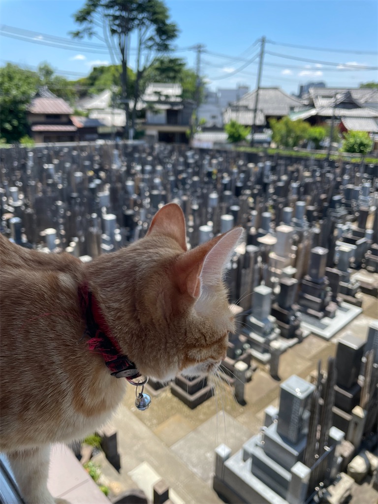 f:id:TokuheiKumagai:20240605131208j:image