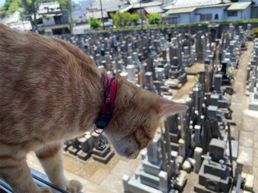 f:id:TokuheiKumagai:20240605131216j:image