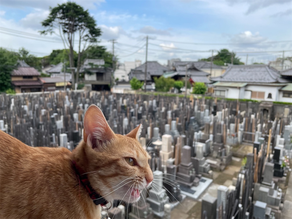 f:id:TokuheiKumagai:20240607082543j:image