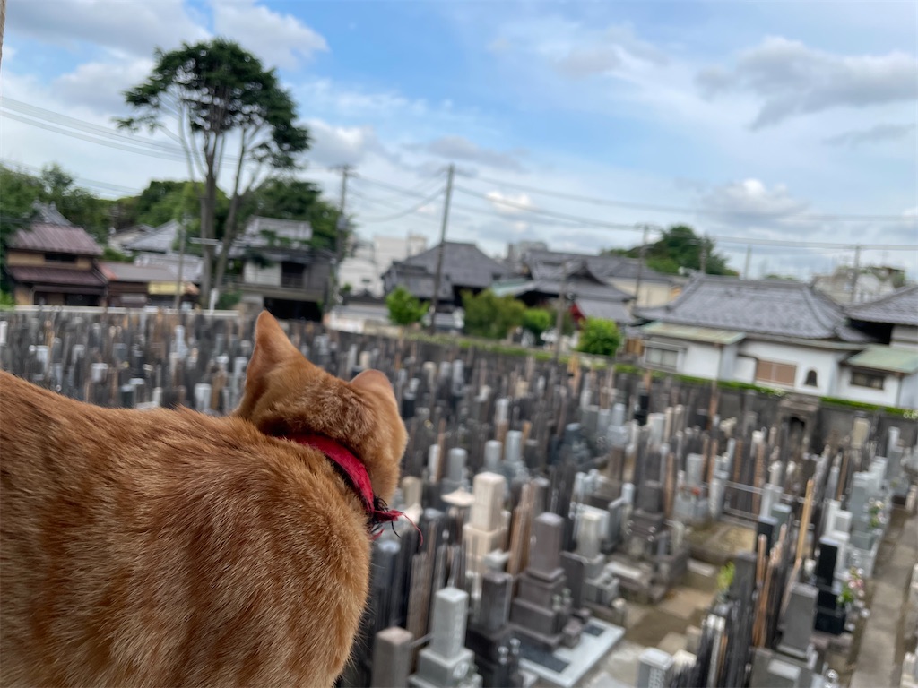 f:id:TokuheiKumagai:20240607082546j:image