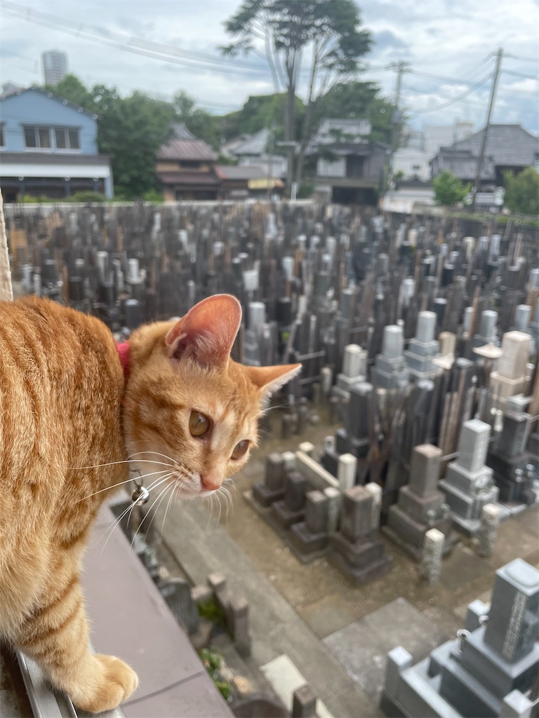 f:id:TokuheiKumagai:20240609171957j:image