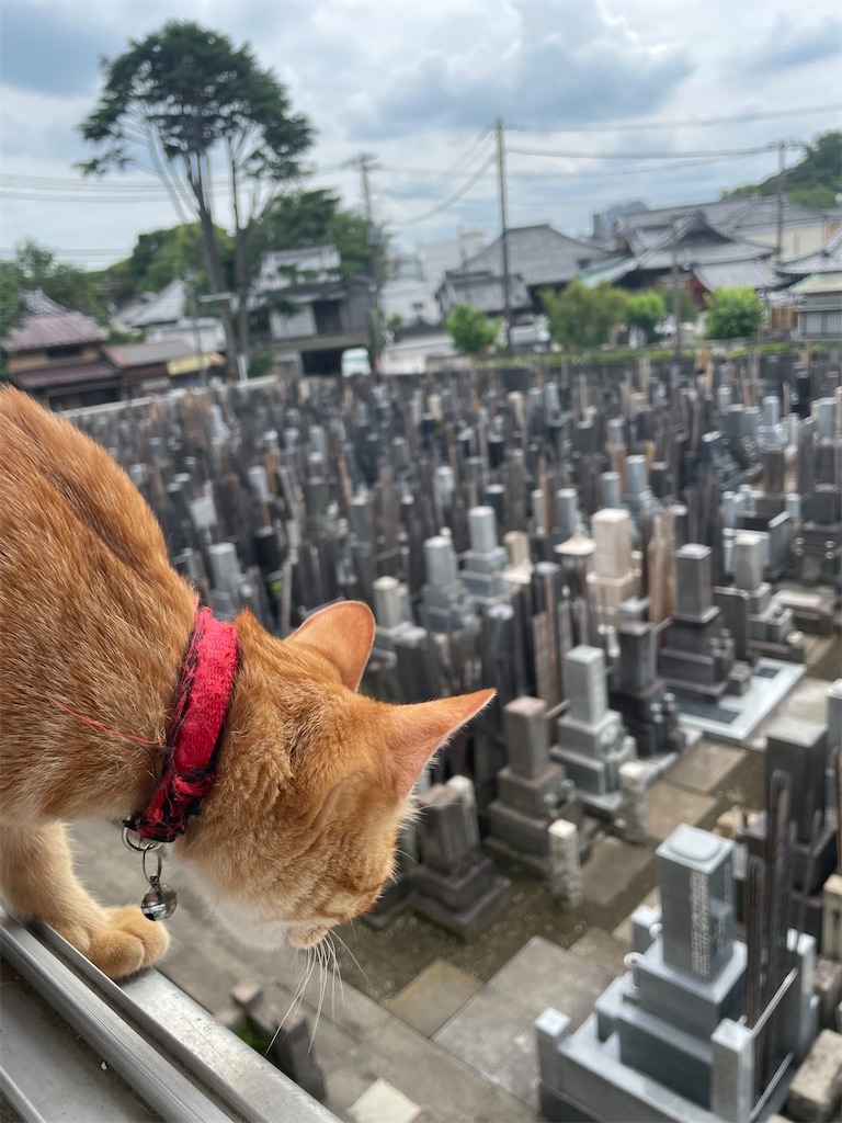 f:id:TokuheiKumagai:20240610142909j:image