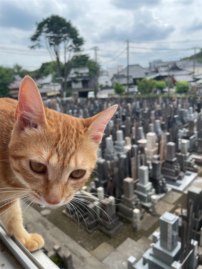 f:id:TokuheiKumagai:20240610142912j:image