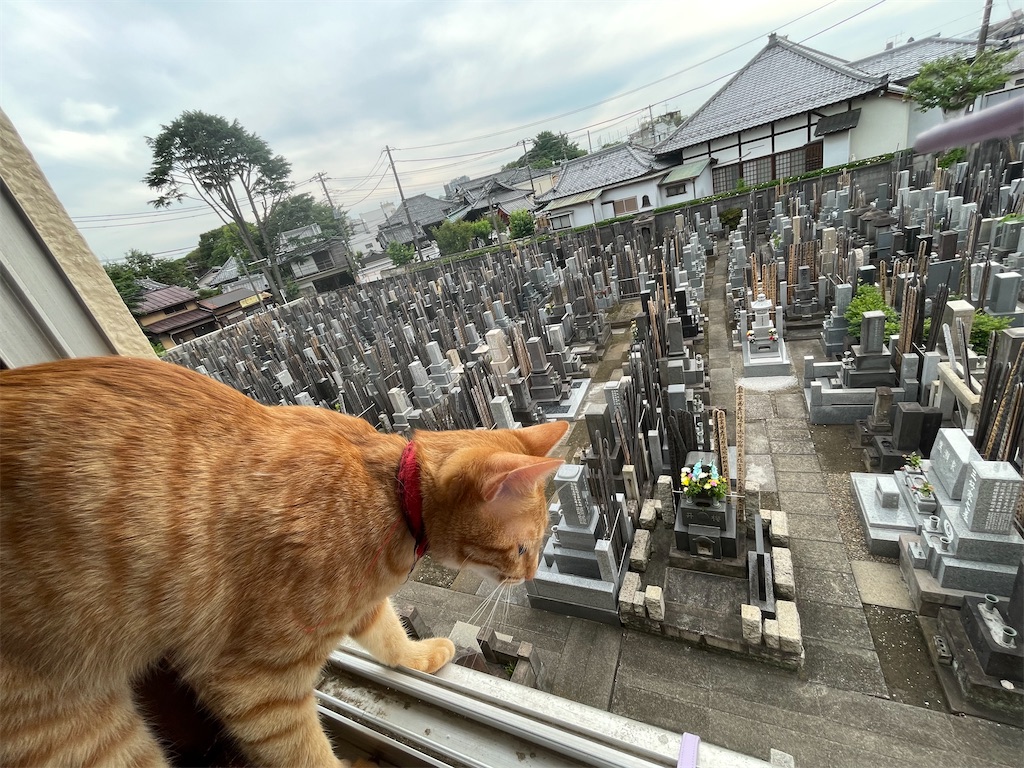 f:id:TokuheiKumagai:20240620190043j:image