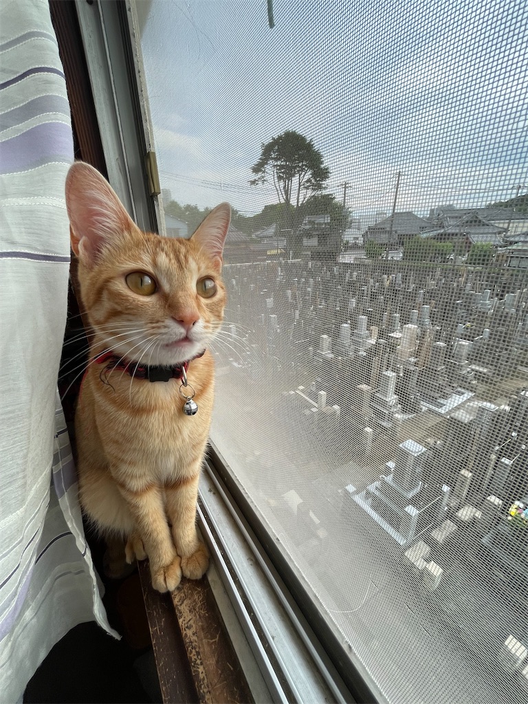 f:id:TokuheiKumagai:20240620190048j:image