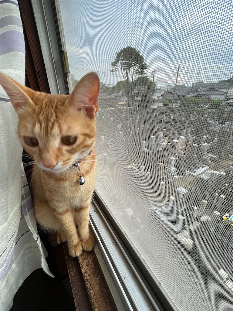 f:id:TokuheiKumagai:20240620190051j:image