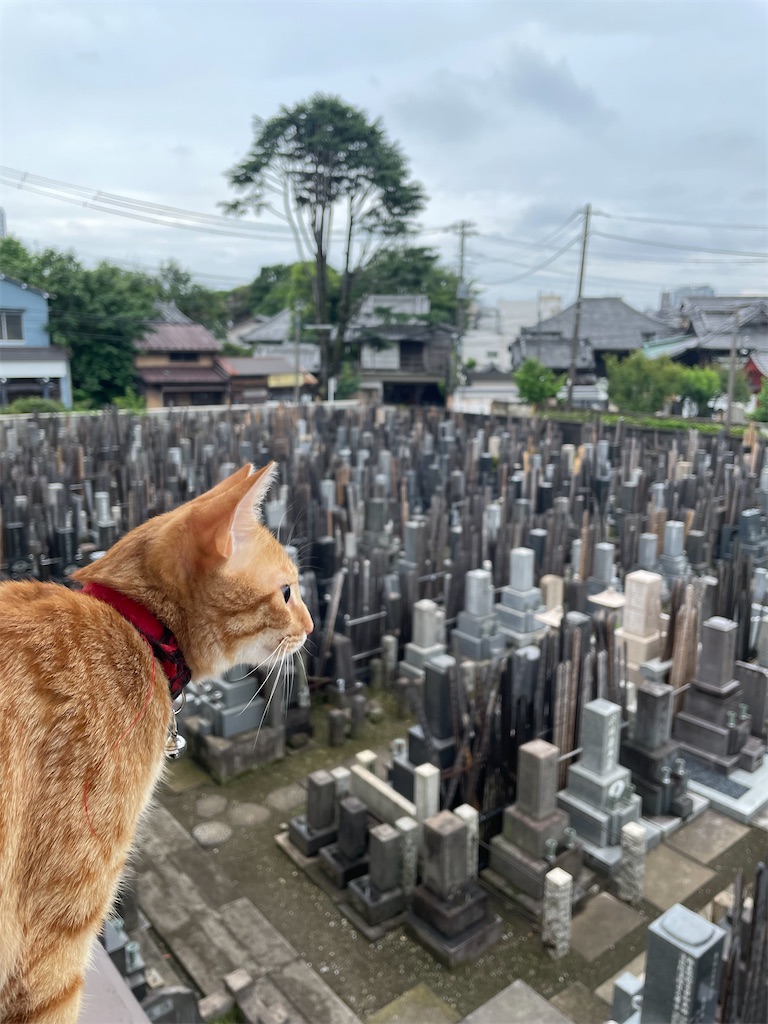 f:id:TokuheiKumagai:20240623135908j:image