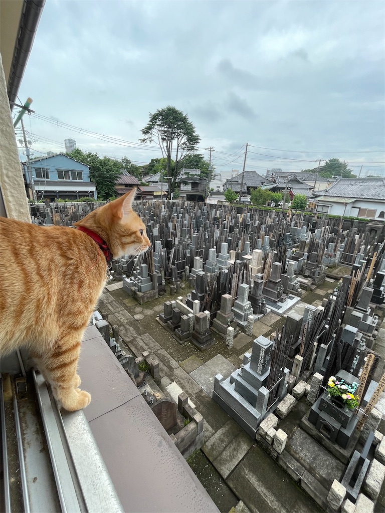f:id:TokuheiKumagai:20240623135911j:image
