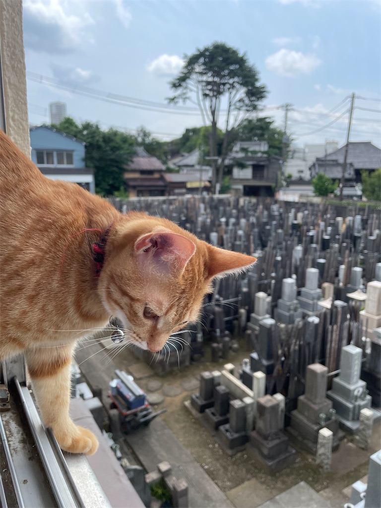 f:id:TokuheiKumagai:20240627161802j:image