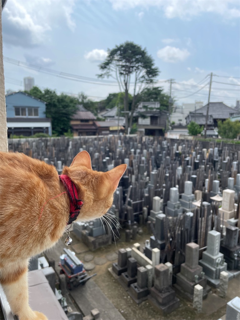 f:id:TokuheiKumagai:20240627161825j:image