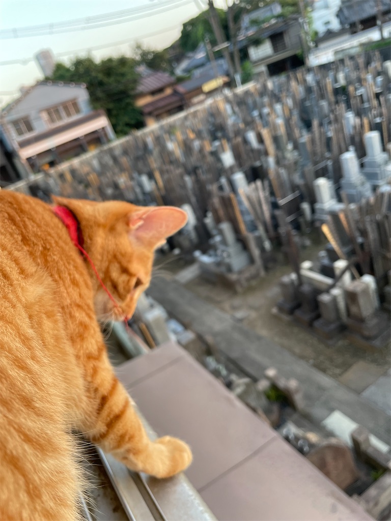 f:id:TokuheiKumagai:20240803193947j:image