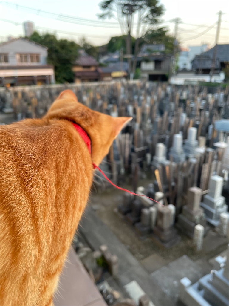 f:id:TokuheiKumagai:20240803193950j:image