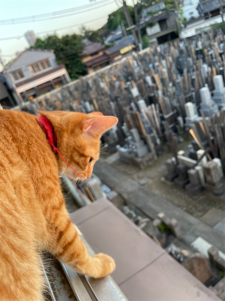 f:id:TokuheiKumagai:20240803193955j:image