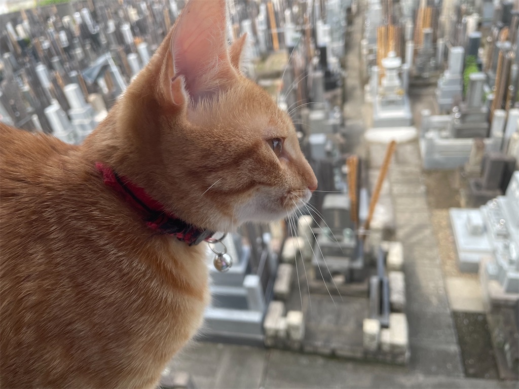 f:id:TokuheiKumagai:20240818102154j:image