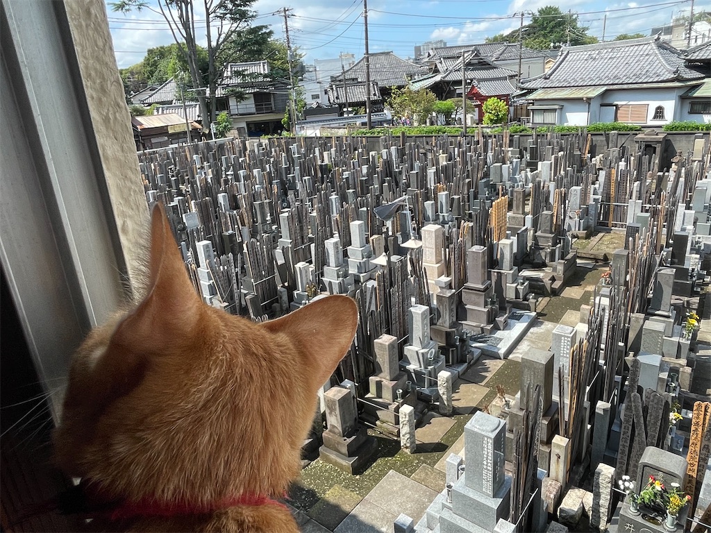 f:id:TokuheiKumagai:20240825141234j:image