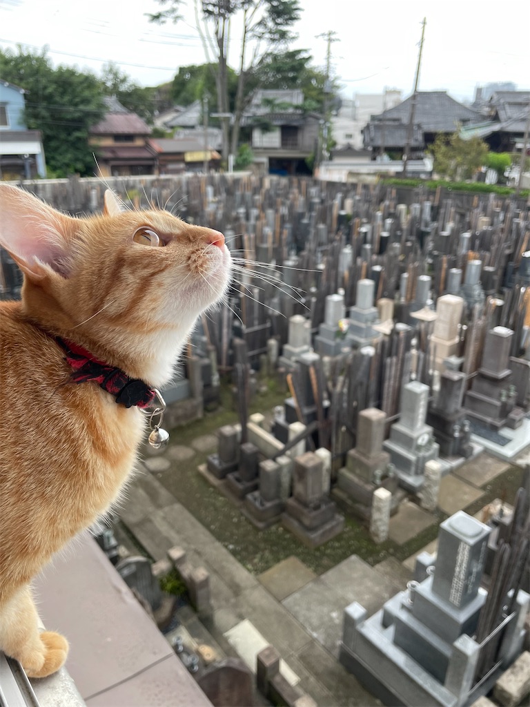 f:id:TokuheiKumagai:20240901124948j:image