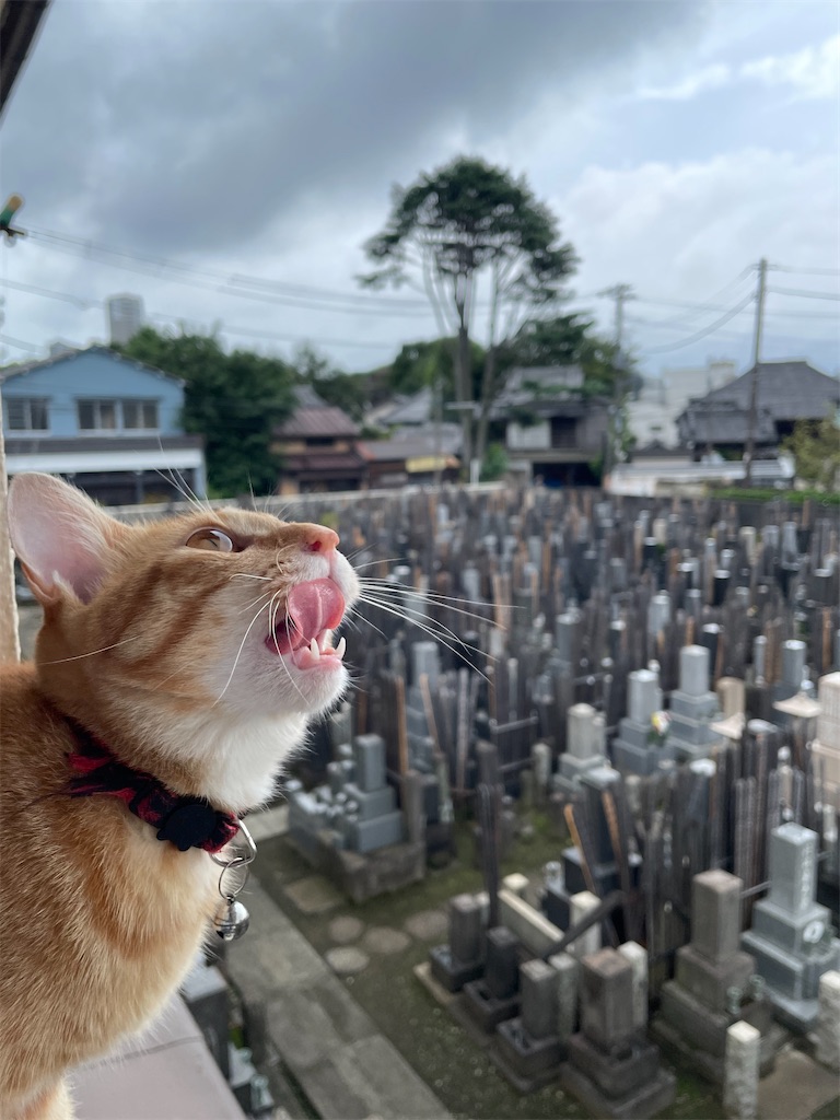 f:id:TokuheiKumagai:20240901124955j:image