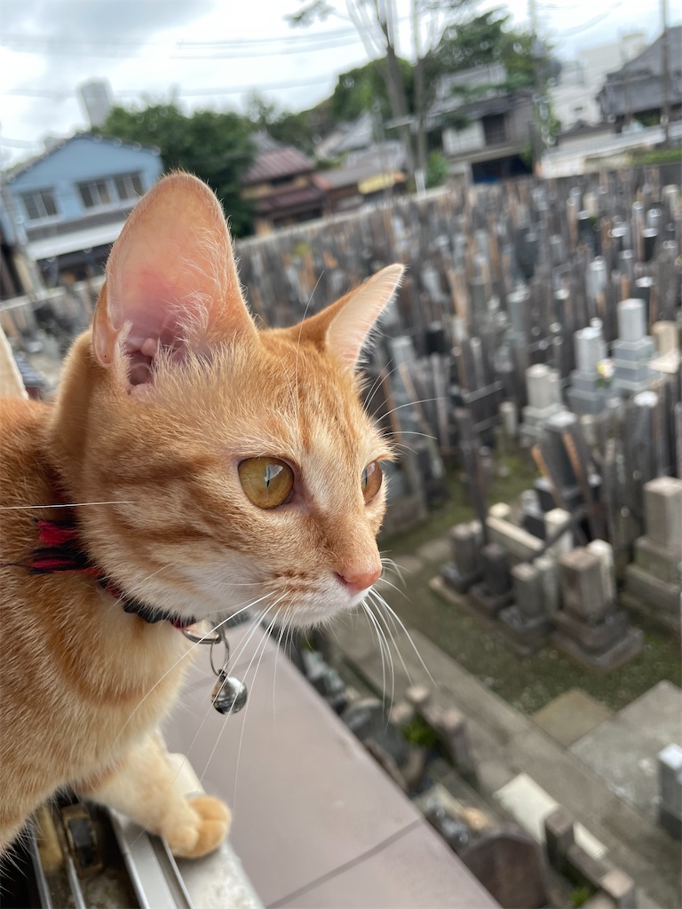 f:id:TokuheiKumagai:20240901125000j:image