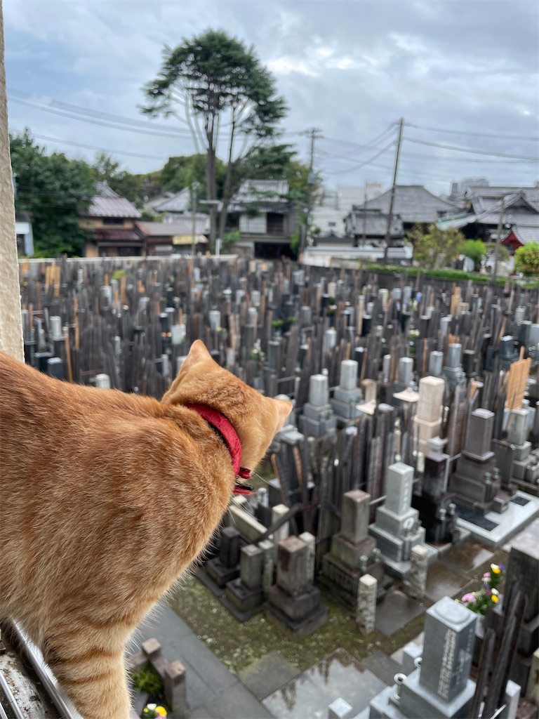 f:id:TokuheiKumagai:20240922133847j:image
