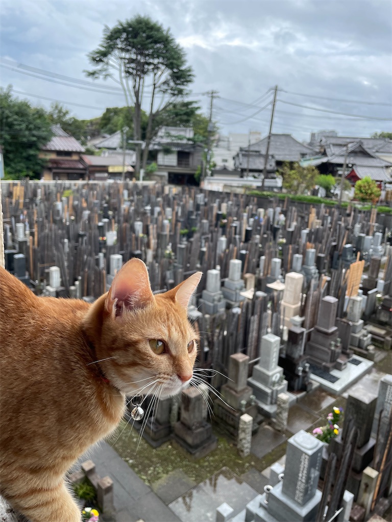 f:id:TokuheiKumagai:20240922133851j:image
