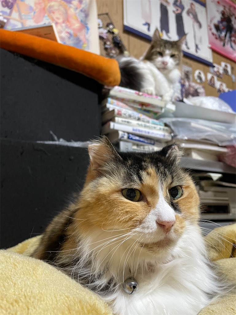 f:id:TokuheiKumagai:20241226153344j:image