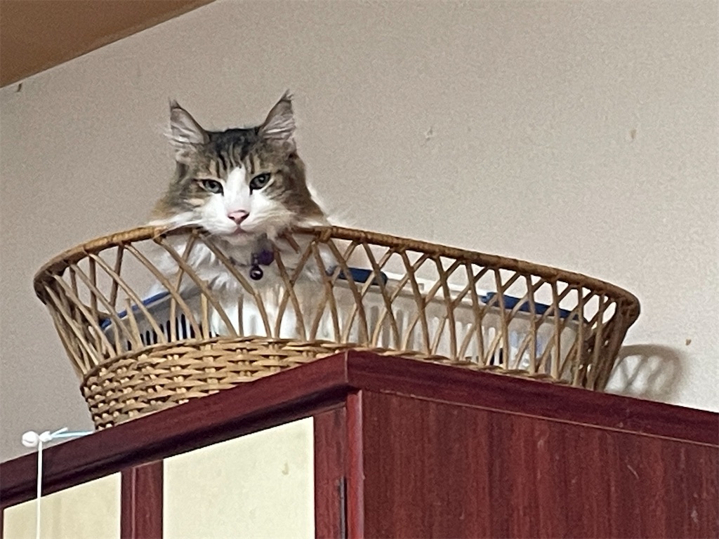 f:id:TokuheiKumagai:20241229211332j:image