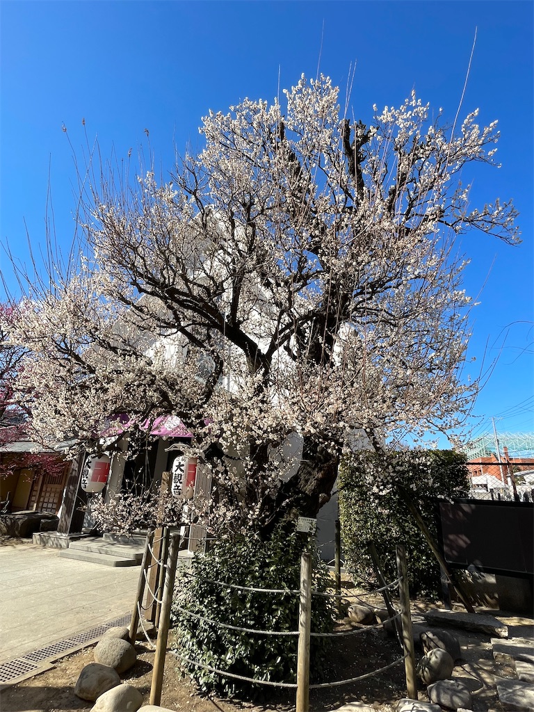 f:id:TokuheiKumagai:20250220195045j:image